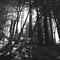 Muir Woods National Monument, Marin County, CA
