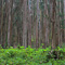 Palomarin Trail, Point Reyes, CA
