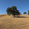 Summer, Menlo Park, CA