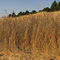 Arastradero Preserve, Palo Alto, CA