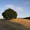 Arastradero Preserve, Palo Alto, CA