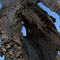 Glimpse of the Moon, Arastradero Preserve, Palo Alto, CA
