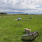 Grazing, Dingle Peninsula