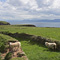 Grazing, Dingle Peninsula
