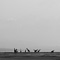 Giraffes, Lake Nakuru