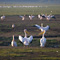 Pelicans, Lake Nakuru