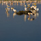 Pelicans, Lake Nakuru
