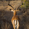 McDonald's Symbol, Impala, Samburu