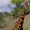 Giraffe, Lake Nakuru National Park