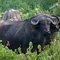 Buffalo, Lake Nakuru National Park