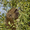 Baboon, Samburu National Reserve