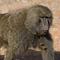 Baboon, Samburu National Reserve