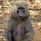 Female Baboon, Samburu National Reserve