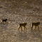 Baboons, Samburu National Reserve