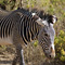Zebra, Samburu National Reserve