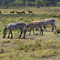 Zebras, Lake Nakuru National Park