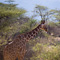 Giraffe, Samburu National Reserve