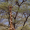Giraffe, Samburu National Reserve