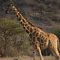 Giraffe, Samburu National Reserve