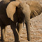 Elephant, Samburu National Reserve