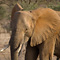 Elephant, Samburu National Reserve