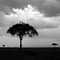 Masai Mara