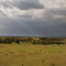 Masai Mara