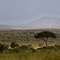 Masai Mara
