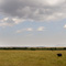 Lone Buffalo, Masai Mara