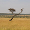 Masai Mara