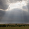 Masai Mara