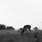 Impala, Masai Mara