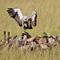 Leftovers, Masai Mara