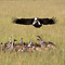 Leftovers, Masai Mara