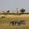Masai Mara