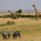 Masai Mara
