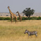 Masai Mara