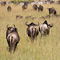 Wildebeasts, Masai Mara