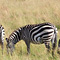 Zebras, Masai Mara