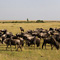 Wildebeasts, Masai Mara