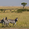Zebras, Masai Mara