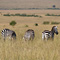 Zebras, Masai Mara