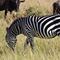 Zebra, Masai Mara