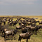 Wildebeasts, Masai Mara