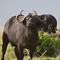 Buffalo, Masai Mara