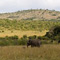 Elephants, Masai Mara