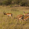 Impala Bachelor Herd, Masai Mara