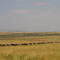 Great Migration, Masai Mara