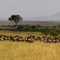 Great Migration, Masai Mara