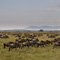 Great Migration, Masai Mara